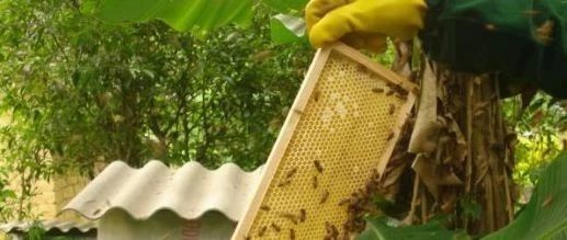 蜜蜂 蜂蜜面膜怎么做补水 吃蜂蜜会长胖吗 百花蜂蜜价格 买蜂蜜