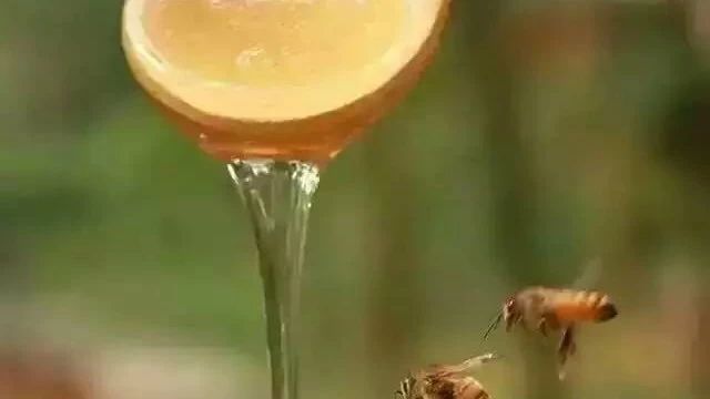 被蜜蜂蛰了怎么办 蜂蜜的吃法 土蜂蜜 怎样养蜜蜂它才不跑 蜜蜂视频