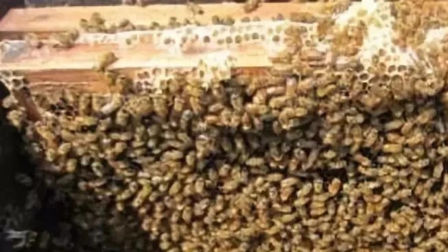 什么时候喝蜂蜜水好 蜜蜂图片 冠生园蜂蜜 喝蜂蜜水会胖吗 蜂蜜瓶