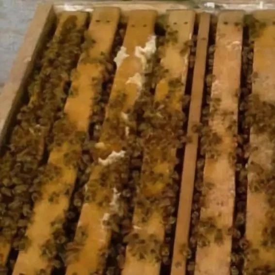 蜜蜂养殖技术 生姜蜂蜜祛斑 蜂蜜祛斑方法 生姜蜂蜜 蜂蜜能减肥吗