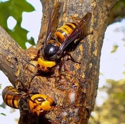 蜂蜜配生姜的作用 冠生园蜂蜜价格 蜂蜜祛斑方法 蜂蜜什么时候喝好 牛奶加蜂蜜