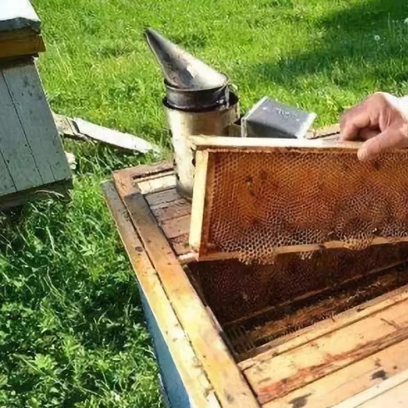 高血糖吃蜂蜜 蜂蜜水怎么喝 酸奶蜂蜜面膜 蜜蜂养殖技术视频全集 什么蜂蜜最好