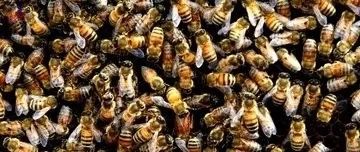 什么时候喝蜂蜜水好 蜜蜂图片 善良的蜜蜂 牛奶蜂蜜可以一起喝吗 蜜蜂病虫害防治