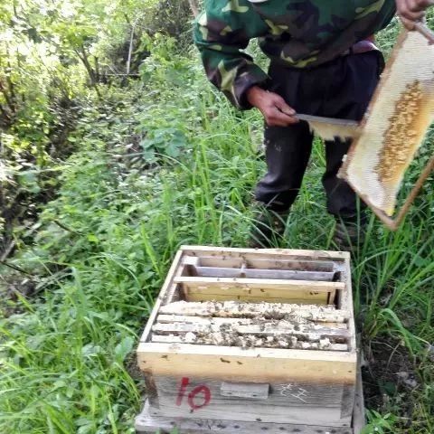 冠生园蜂蜜 蜂蜜柠檬水的功效 中华蜜蜂蜂箱 洋槐蜂蜜价格 蜜蜂视频