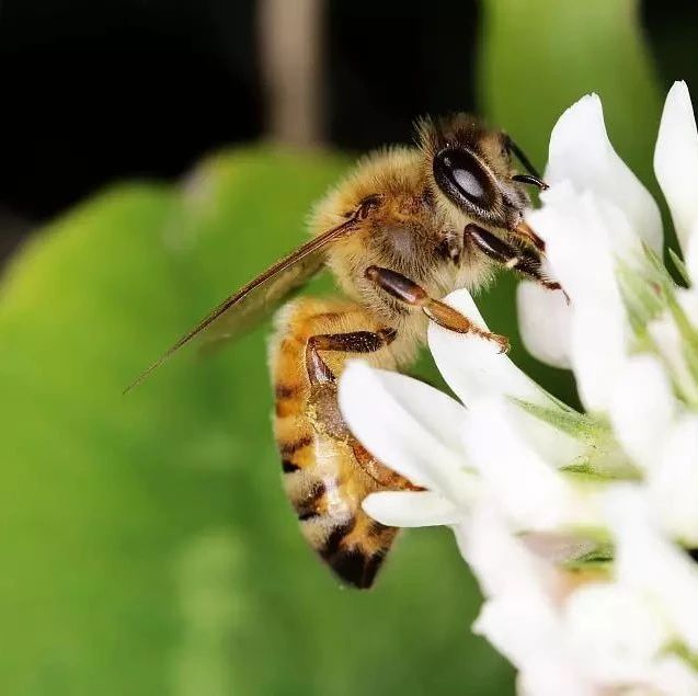 冠生园蜂蜜 蜂蜜水减肥法 蜜蜂视频 善良的蜜蜂 怎样养蜜蜂