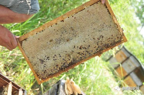 什么样的蜂蜜才是你真正需要的好蜂蜜?