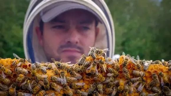 养殖蜜蜂 蜂蜜怎么喝 蜂蜜面膜怎么做补水 香蕉蜂蜜减肥 自制蜂蜜柚子茶