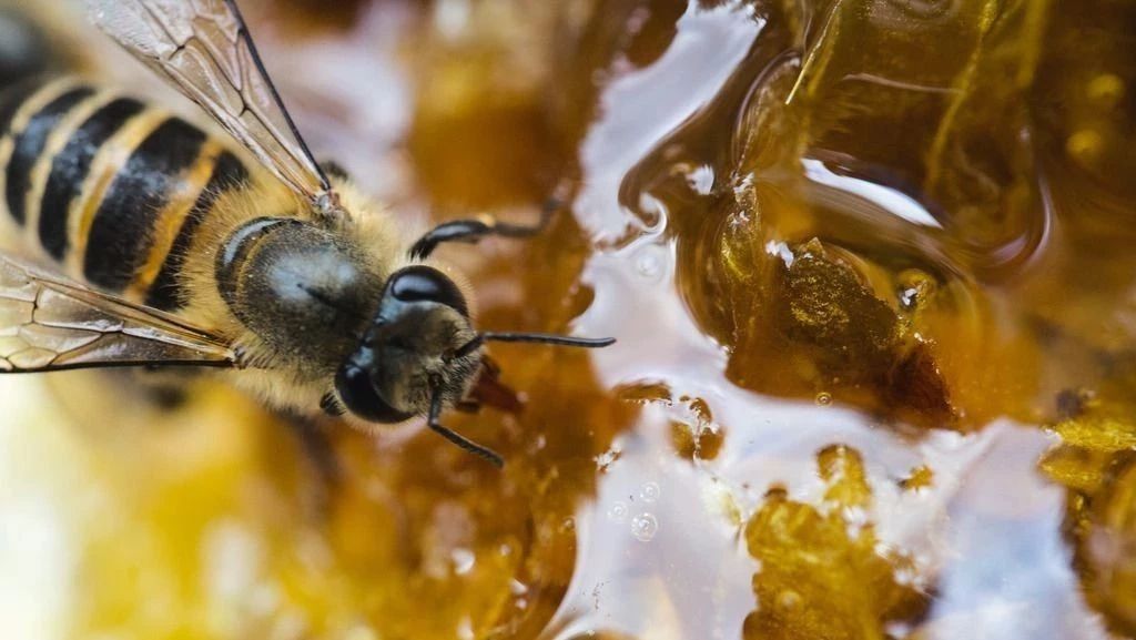 蜂蜜面膜怎么做补水 蜂蜜生姜茶 中华蜜蜂 中华蜜蜂养殖技术 manuka蜂蜜