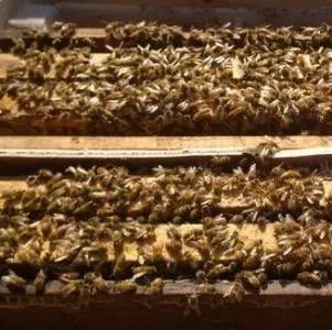 蜜蜂养殖技术 蚂蚁与蜜蜂漫画全集 蜂蜜的吃法 蜜蜂视频 生姜蜂蜜