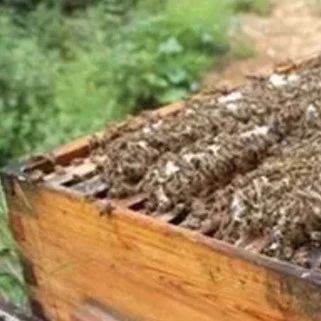 每天喝蜂蜜水有什么好处 蜜蜂养殖技术 牛奶蜂蜜可以一起喝吗 蜂蜜的吃法 蜜蜂图片