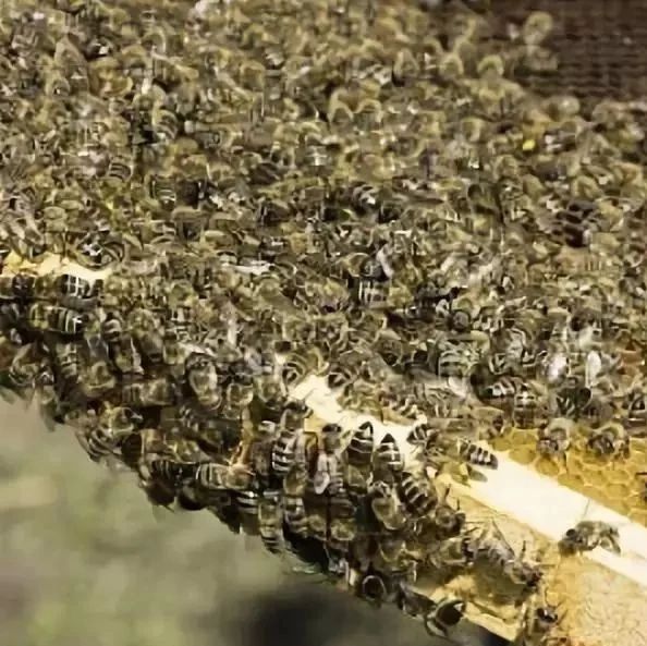 蜂蜜的作用与功效禁忌 生姜蜂蜜水 蜂蜜怎样祛斑 土蜂蜜价格 蜜蜂图片