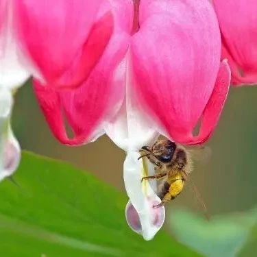 蜂蜜水果茶 蜂蜜 蜂蜜水果茶 洋槐蜂蜜价格 蜜蜂视频
