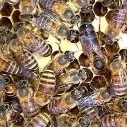 蜂蜜洗脸的正确方法 汪氏蜂蜜怎么样 蜂蜜小面包 蜂蜜的价格 蜂蜜的作用与功效禁忌