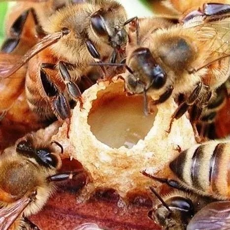 土蜂蜜的价格 蜂蜜水果茶 蜜蜂养殖技术 牛奶蜂蜜可以一起喝吗 manuka蜂蜜