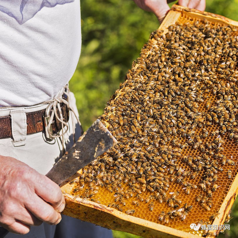 麦卢卡蜂蜜 蜂蜜怎么喝 蜜蜂养殖技术 喝蜂蜜水会胖吗 蜂蜜核桃仁