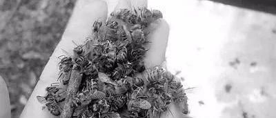 蜂蜜什么时候喝好 蜂蜜祛斑方法 蜜蜂养殖技术 蜂蜜美容护肤小窍门 怎样养蜜蜂