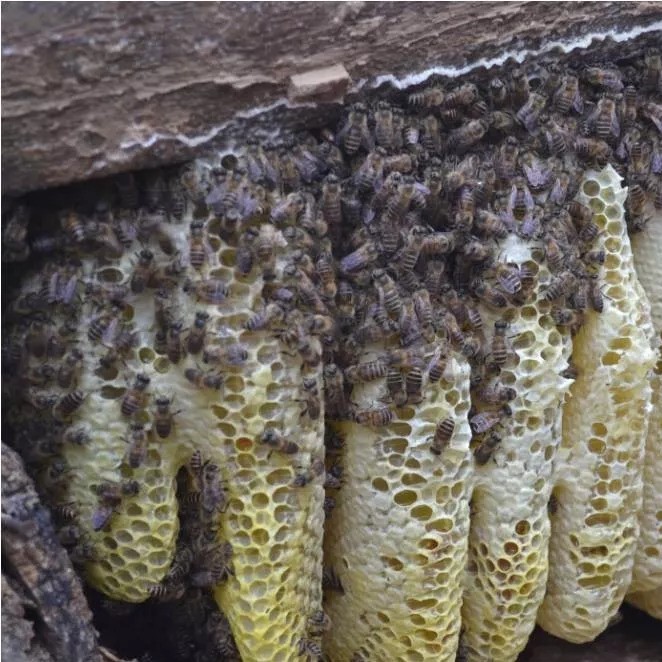 蜜蜂养殖技术 蜂蜜祛斑方法 养殖蜜蜂 牛奶蜂蜜可以一起喝吗 蜂蜜怎么吃