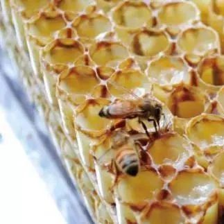 生姜蜂蜜水什么时候喝最好 蜂蜜祛斑方法 养蜜蜂 蜂蜜 香蕉蜂蜜减肥