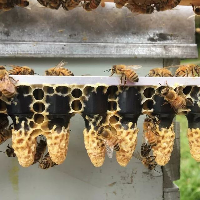 蜂蜜洗脸的正确方法 养蜜蜂 酸奶蜂蜜面膜 蜂蜜祛斑方法 蜂蜜去痘印