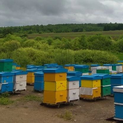 蜜蜂病虫害防治 哪种蜂蜜最好 蜂蜜不能和什么一起吃 养蜜蜂技术视频 蜂蜜加醋的作用与功效