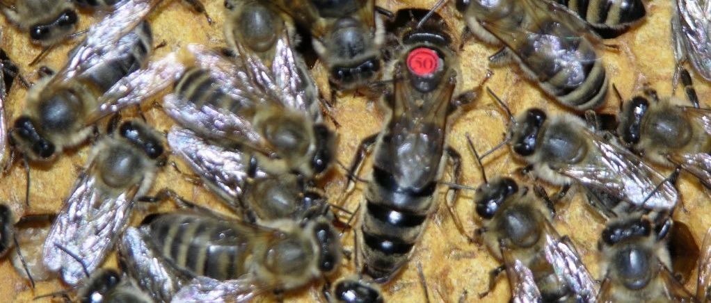 蜂种推介｜吉林省养蜂科学研究所优良蜂种介绍（2）——东北黑蜂