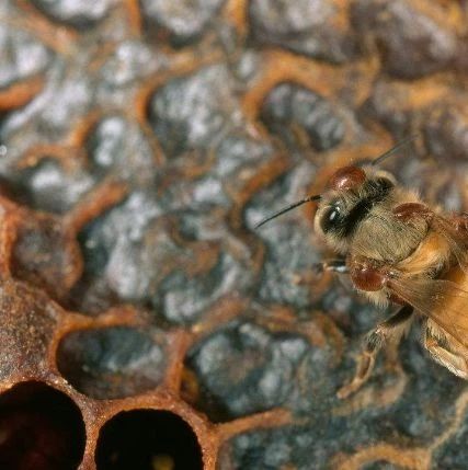 蜂蜜洗脸的正确方法 酸奶蜂蜜面膜 牛奶加蜂蜜的功效 养蜜蜂 冠生园蜂蜜价格