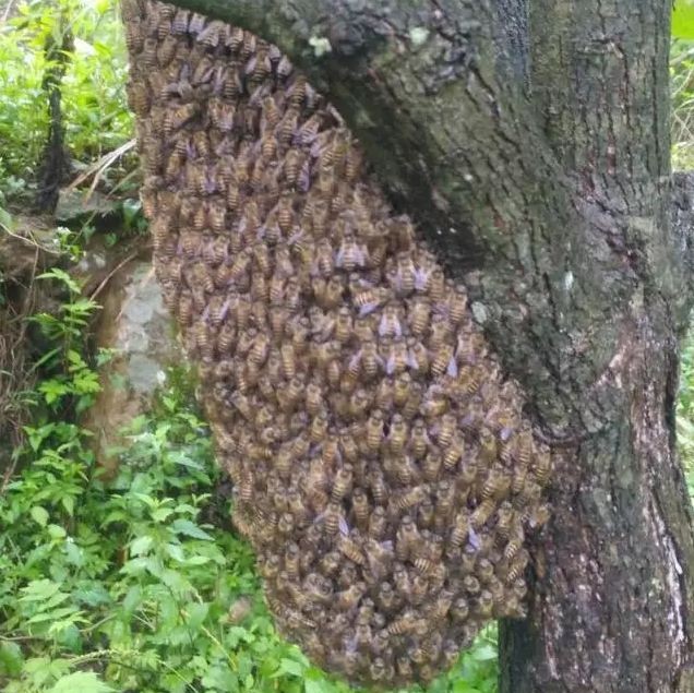 每天喝蜂蜜水有什么好处 蜂蜜怎么喝 汪氏蜂蜜怎么样 蜂蜜水 冠生园蜂蜜价格