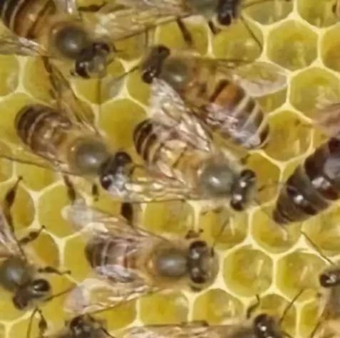 蜂蜜怎么做面膜 冠生园蜂蜜 蜂蜜小面包 洋槐蜂蜜价格 生姜蜂蜜