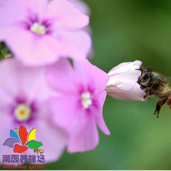 蜂蜜水果茶 蜂蜜祛斑方法 牛奶蜂蜜可以一起喝吗 蜂蜜可以去斑吗 蜜蜂养殖技术