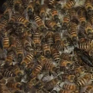 蜜蜂养殖视频 蜂蜜水减肥法 蜂蜜祛斑方法 牛奶加蜂蜜 manuka蜂蜜