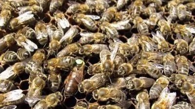孕妇 蜂蜜 蜂蜜怎么做面膜 养蜜蜂工具 牛奶蜂蜜可以一起喝吗 蜂蜜