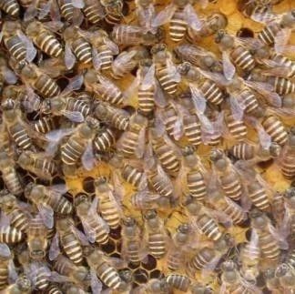 养蜜蜂 生姜蜂蜜水 姜汁蜂蜜水 蜂蜜的副作用 蜜蜂养殖技术