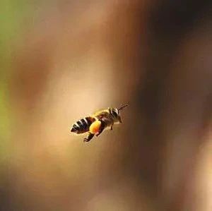 蜂蜜怎样做面膜 生姜蜂蜜水减肥 蚂蚁与蜜蜂漫画全集 蜂蜜的好处 野生蜂蜜价格