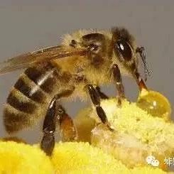 蜂蜜水怎么冲 酸奶蜂蜜面膜 柠檬蜂蜜水 蜂蜜水果茶 汪氏蜂蜜怎么样