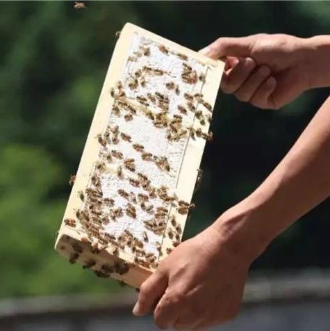 自制蜂蜜面膜 蜂蜜去痘印 蜂蜜 吃蜂蜜会长胖吗 蛋清蜂蜜面膜的功效