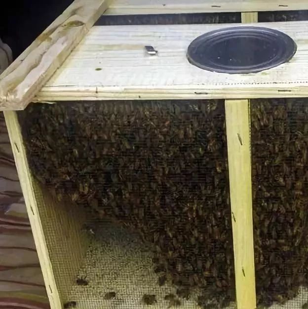 蜜蜂养殖视频 怎么引蜜蜂养蜜蜂 牛奶蜂蜜可以一起喝吗 香蕉蜂蜜减肥 善良的蜜蜂