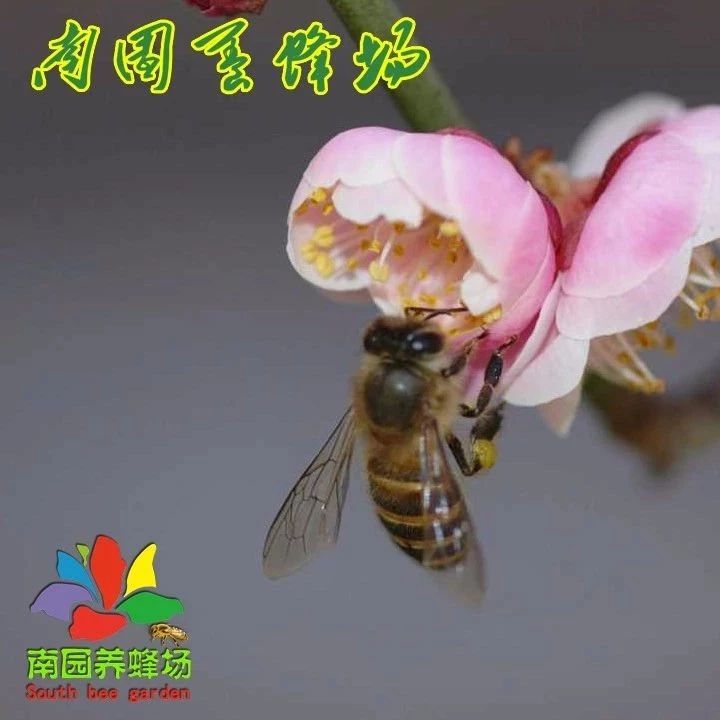 生姜蜂蜜水什么时候喝最好 蜂蜜怎么吃 养蜜蜂 白醋加蜂蜜 养殖蜜蜂