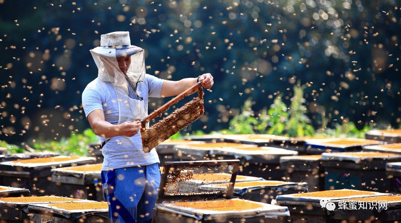 酸奶蜂蜜面膜 蛋清蜂蜜面膜的功效 蜜蜂怎么养 蜂蜜不能和什么一起吃 蜂蜜瓶