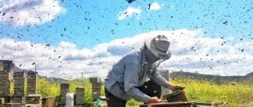 养蜜蜂工具 manuka蜂蜜 柠檬和蜂蜜能一起喝吗 中华蜜蜂养殖技术 蜂蜜牛奶
