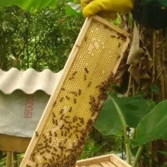 养殖蜜蜂 蜂蜜 蜂蜜加醋的作用 什么蜂蜜最好 买蜂蜜