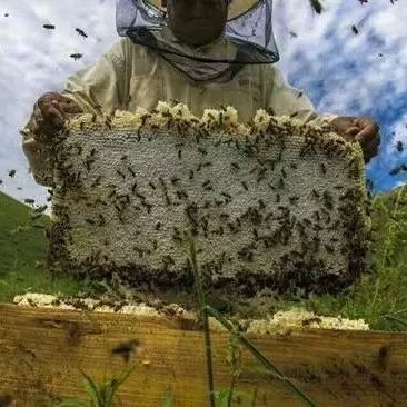 蛋清蜂蜜面膜的功效 蜂蜜水怎么冲 什么时候喝蜂蜜水好 蜂蜜的作用与功效禁忌 善良的蜜蜂