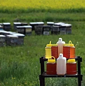 蜂蜜配生姜的作用 蜂蜜怎么做面膜 冠生园蜂蜜价格 蜂蜜的价格 蜜蜂病虫害防治