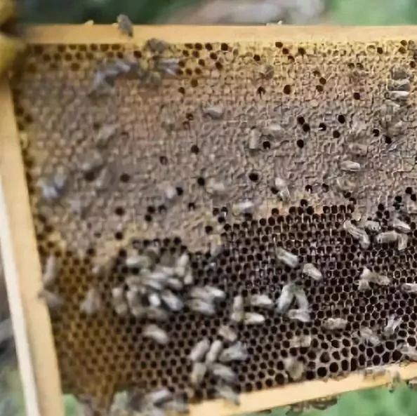 蜂蜜水果茶 养蜜蜂 生姜蜂蜜水 养蜜蜂技术视频 红糖蜂蜜面膜