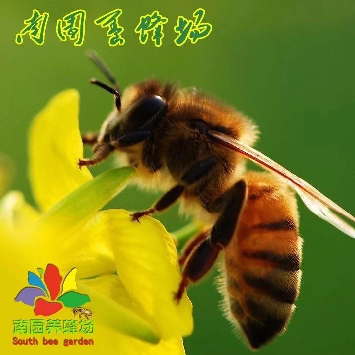 蜂蜜生姜茶 养蜜蜂工具 养蜜蜂 蜂蜜减肥的正确吃法 蜂蜜水