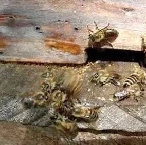 蜂蜜祛斑方法 生姜蜂蜜减肥 蜂蜜的价格 蜂蜜怎样祛斑 蜂蜜能减肥吗