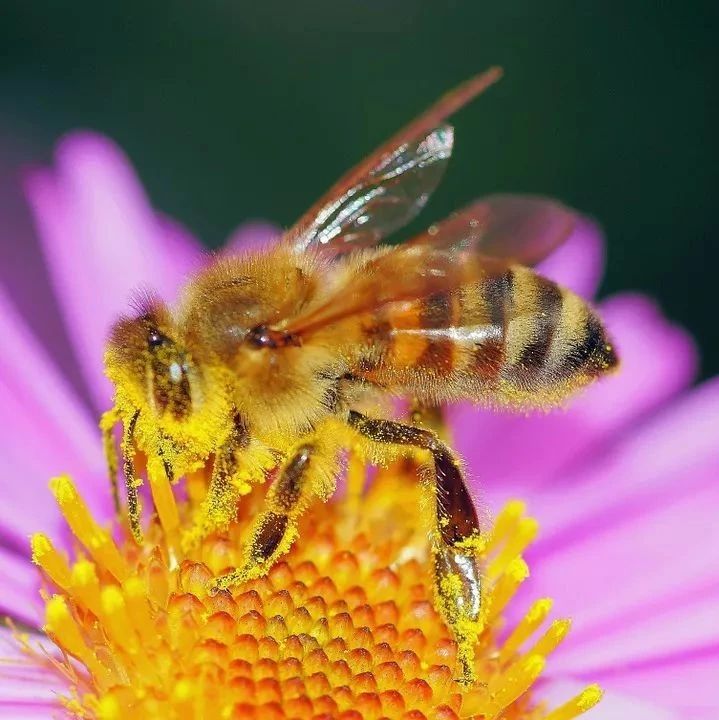 发际线越来越高，蜂花粉帮你省钱又省心