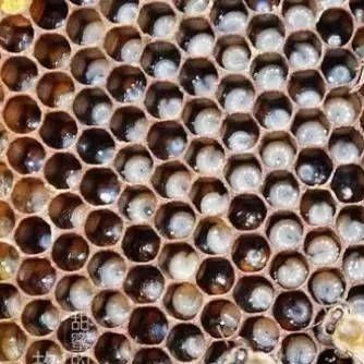 养蜜蜂工具 蜂蜜敷脸 蜂蜜的好处 喝蜂蜜水会胖吗 白醋加蜂蜜