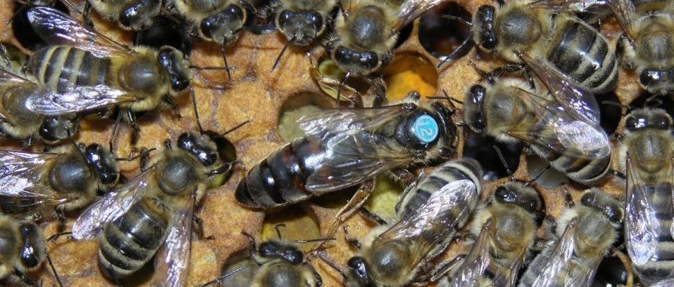 纯天然蜂蜜 蜂蜜 蚂蚁与蜜蜂漫画全集 姜汁蜂蜜水 蜂蜜不能和什么一起吃