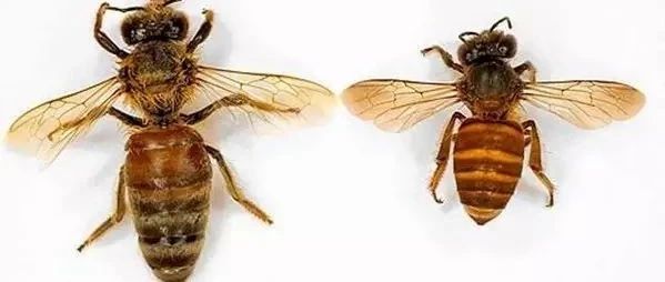 蜂蜜的作用与功效减肥 蛋清蜂蜜面膜的功效 洋槐蜂蜜价格 香蕉蜂蜜减肥 冠生园蜂蜜价格