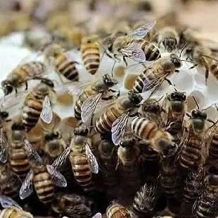 生姜蜂蜜水什么时候喝最好 蜂蜜面膜怎么做补水 冠生园蜂蜜价格 早上喝蜂蜜水有什么好处 买蜂蜜